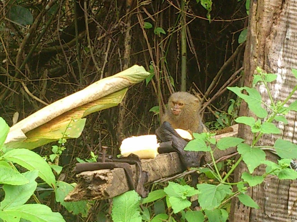 Puerto NariñoFlor De La Selvaアパートメント エクステリア 写真
